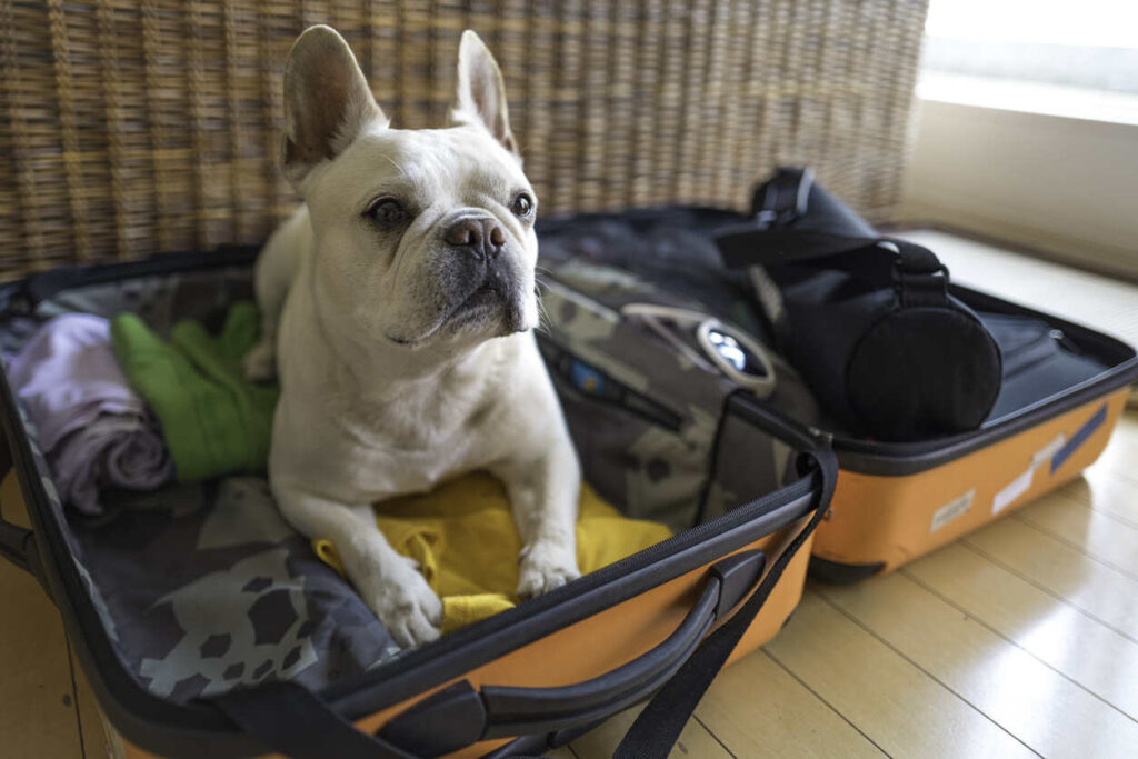 French Bulldog waiting in luggage for car travel. Dog safety tips